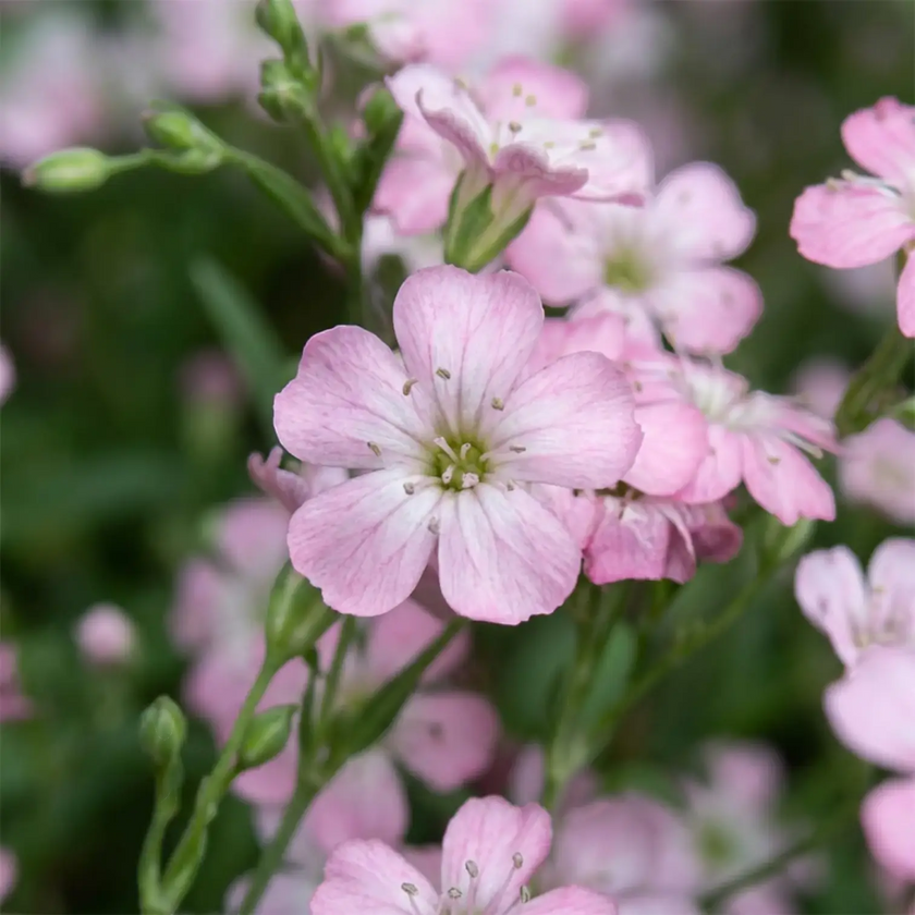 Gypsophila repens 'Rosea' detail shot.