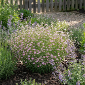 Gypsophila repens 'Rosea' close-up detail.