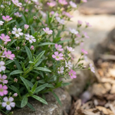 Gypsophila repens 'Rosea' detail shot.