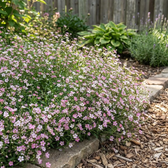 Gypsophila repens 'Rosea' close-up detail.