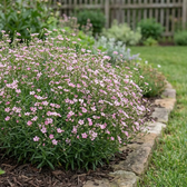 Gypsophila repens 'Rosea' plant detail.