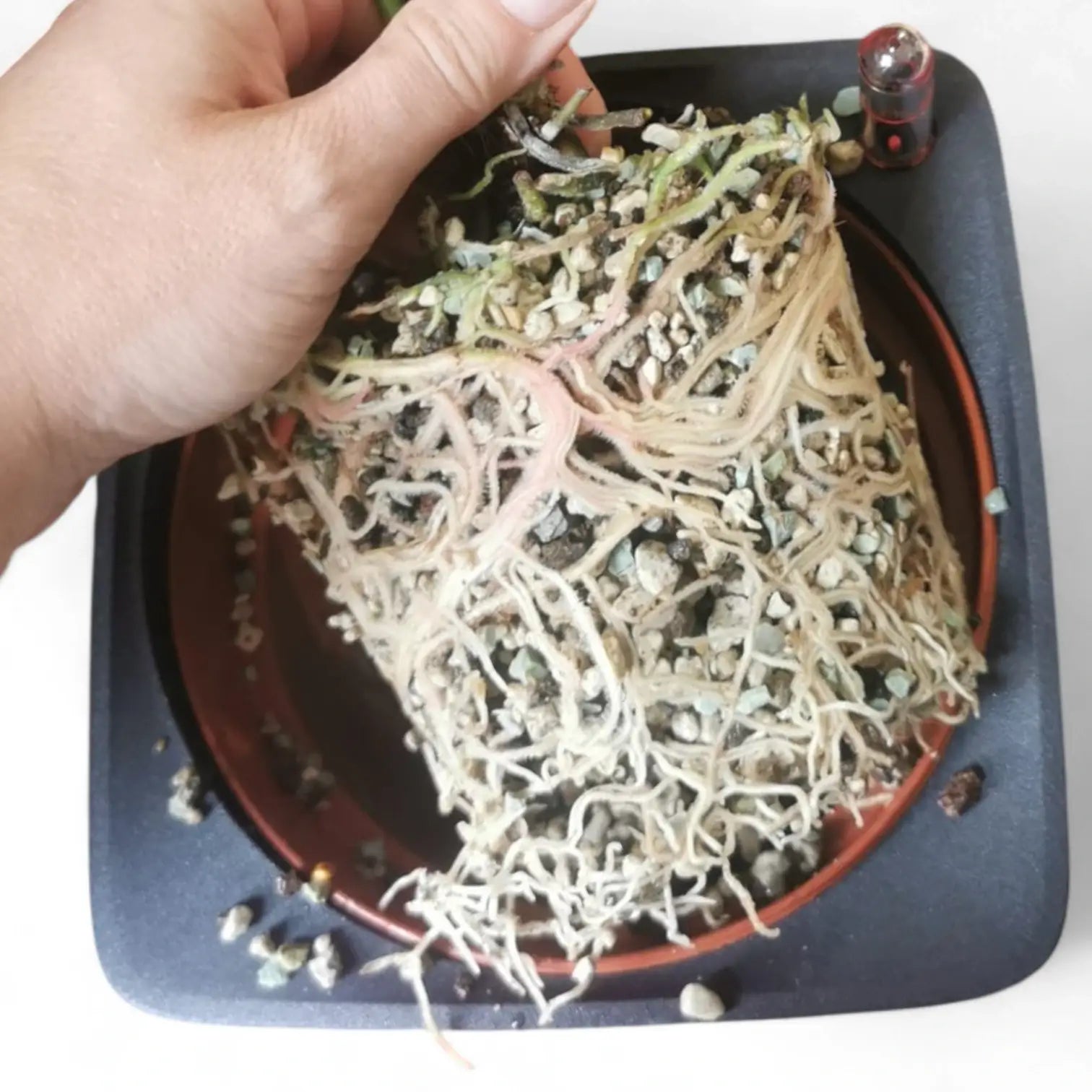 Hand holding a plant in a hydroponic substrate over a self-watering pot.