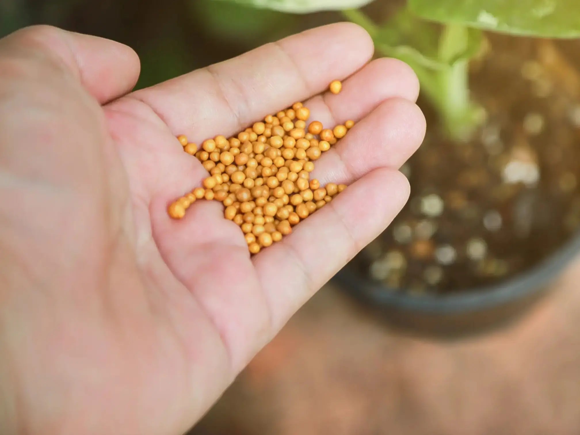 Hand holding granules of fertilizer with a blurred natural background.