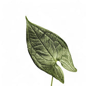 Hapaline appendiculata leaf detail on white background.