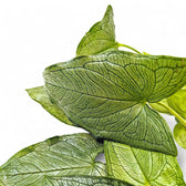 Hapaline appendiculata potted plant in nursery pot on white background.