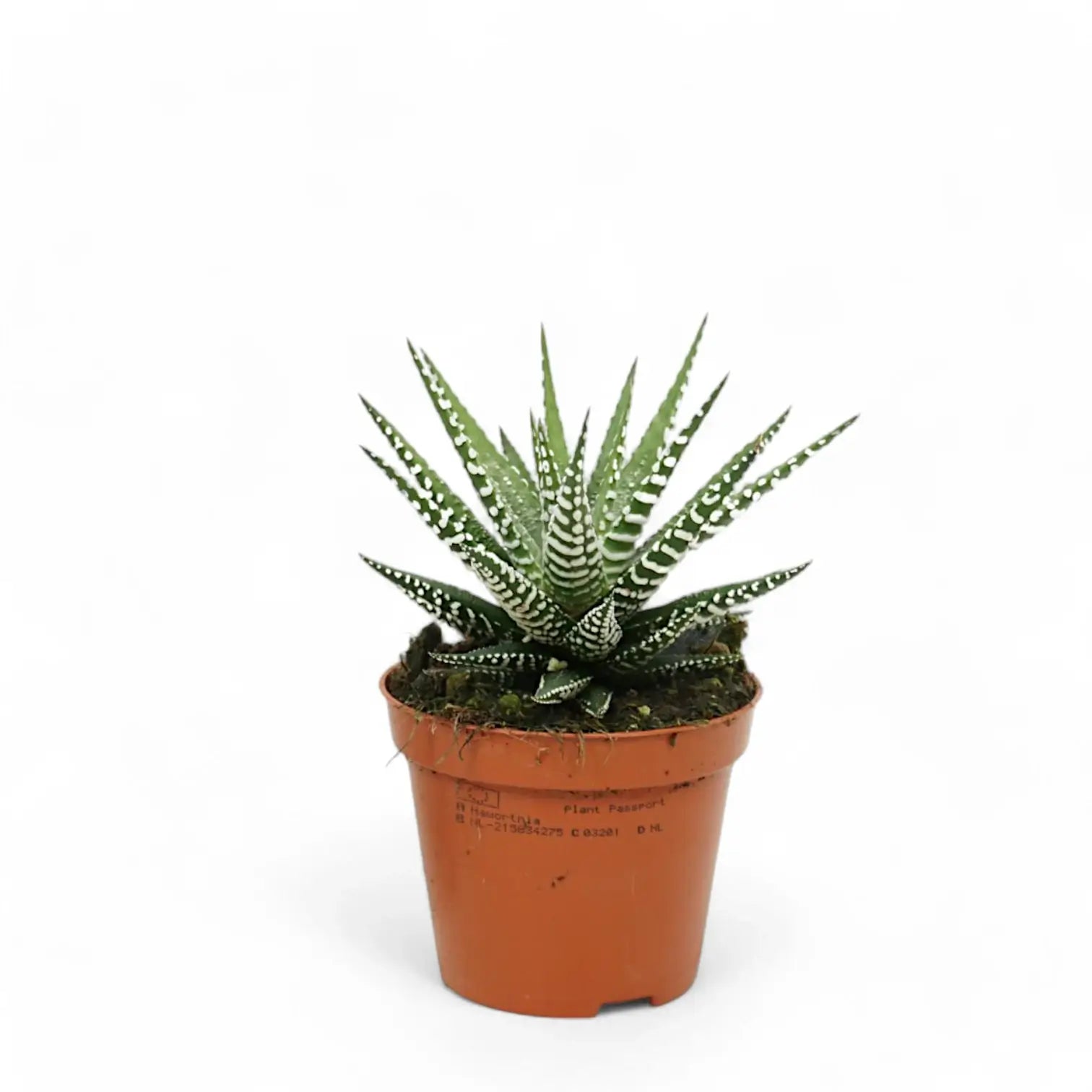 Haworthiopsis fasciata 'Big Band' – Zimmerpflanze im Kulturtopf auf weißem Hintergrund, Produktfoto 2.