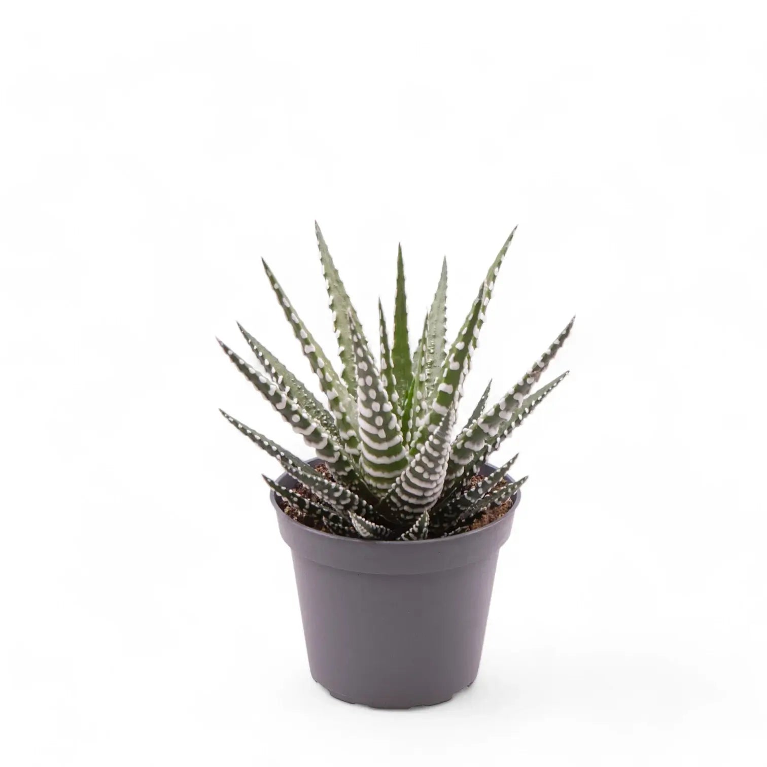Haworthiopsis fasciata 'Big Band' – Zimmerpflanze im Kulturtopf auf weißem Hintergrund, Produktfoto 3.