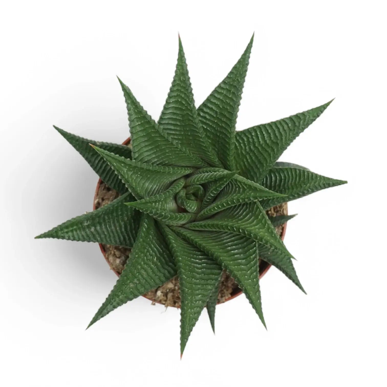 Haworthiopsis limifolia potted plant in nursery pot on white background.