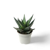 Haworthiopsis limifolia potted plant in nursery pot on white background.