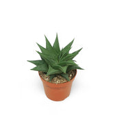 Haworthiopsis limifolia potted plant in nursery pot on white background.