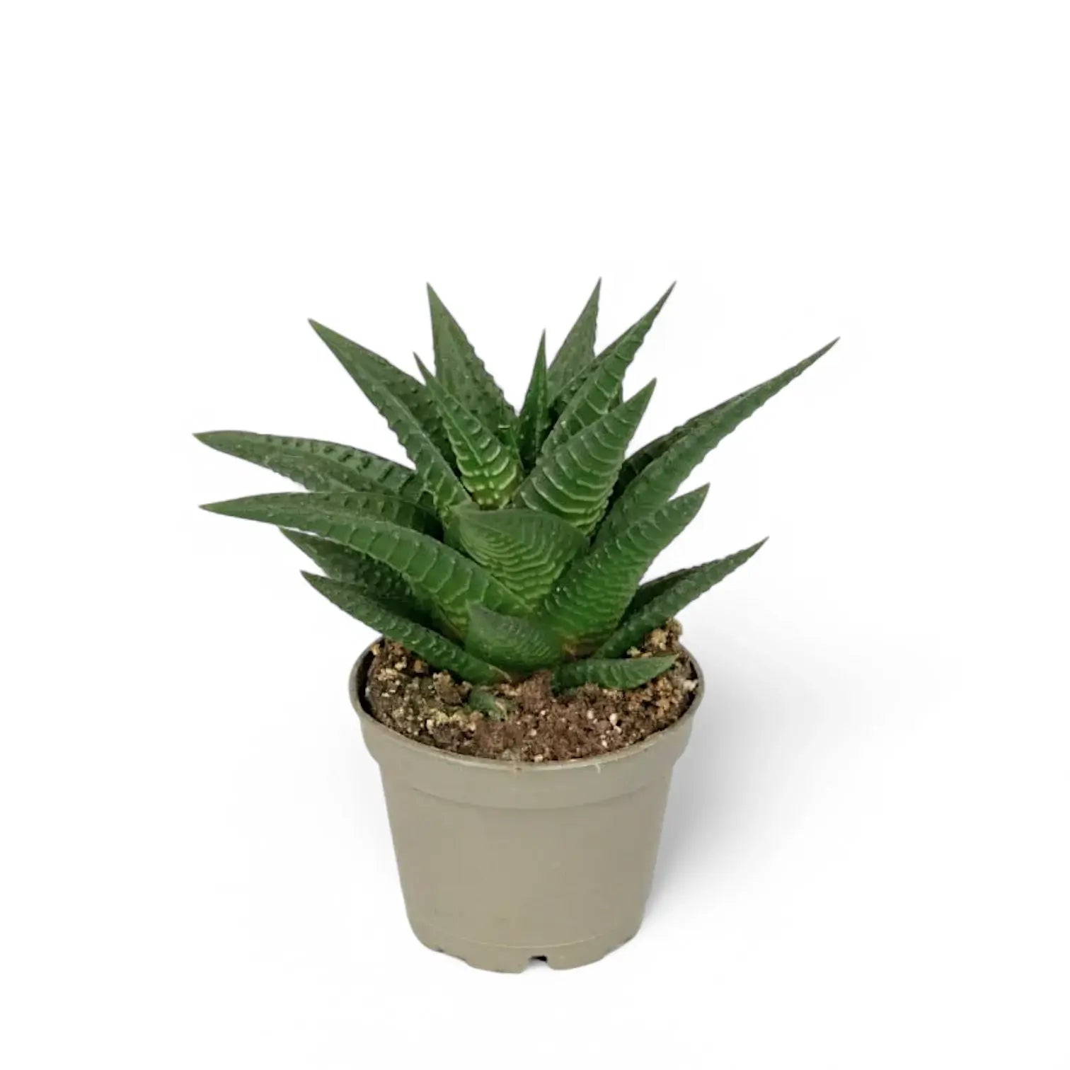 Haworthiopsis limifolia potted plant in nursery pot on white background.