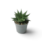 Haworthiopsis limifolia als Jungpflanze mit gerippter grüner Rosette im grauen Topf