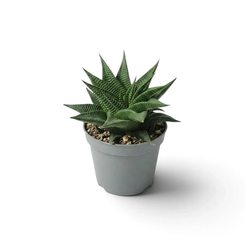 Haworthiopsis limifolia als Jungpflanze mit gerippter grüner Rosette im grauen Topf