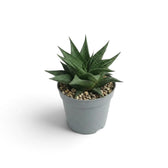 Haworthiopsis limifolia als Jungpflanze im grauen Kulturtopf, von vorn