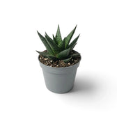 Haworthiopsis limifolia als Jungpflanze im grauen Kulturtopf, schräg von vorn