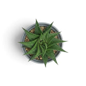 Haworthiopsis limifolia mit kompakter spiralförmiger Rosette, von oben