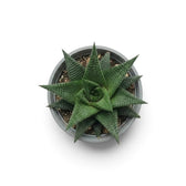 Haworthiopsis limifolia als Jungpflanze im grauen Kulturtopf, von oben