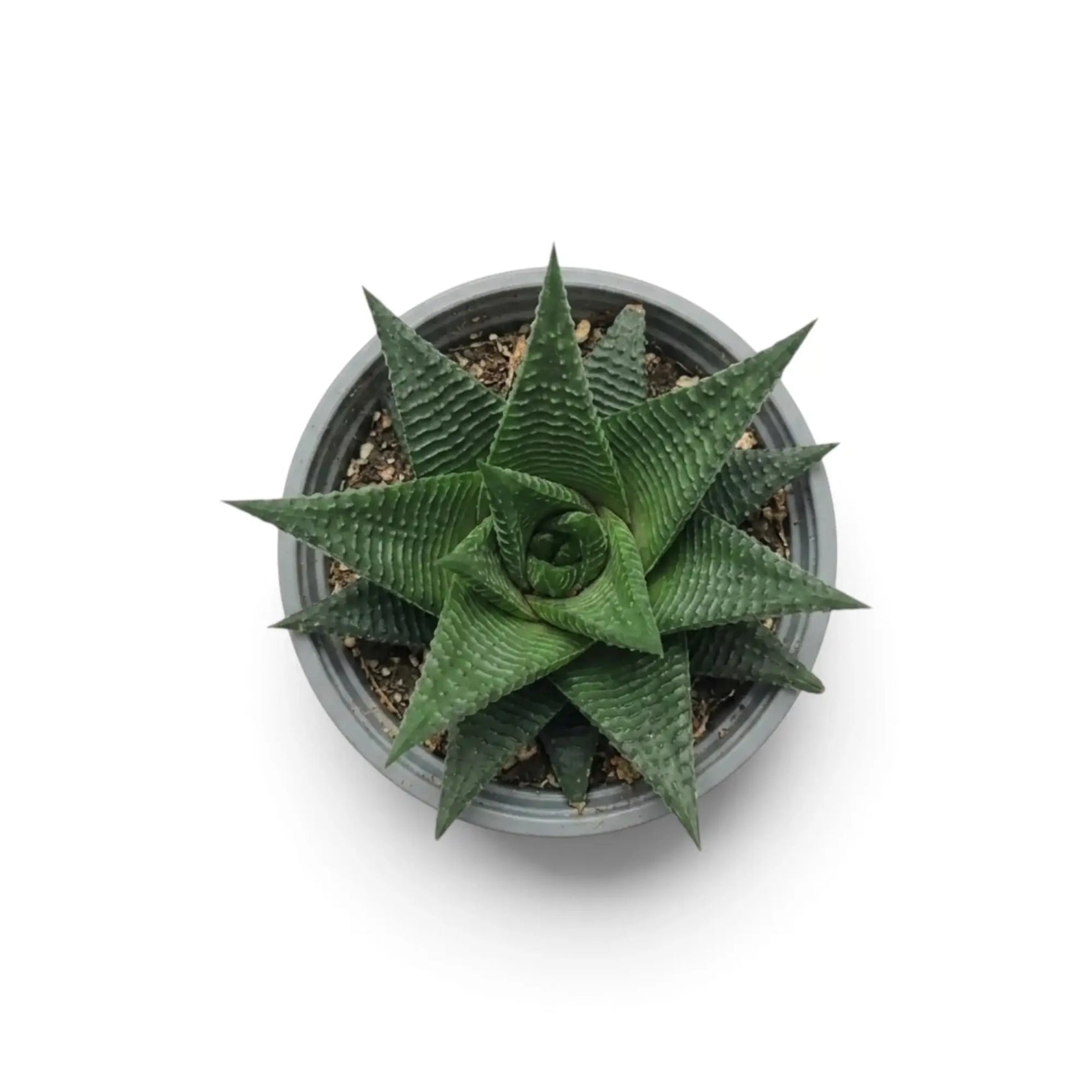 Haworthiopsis limifolia als Jungpflanze im grauen Kulturtopf, von oben