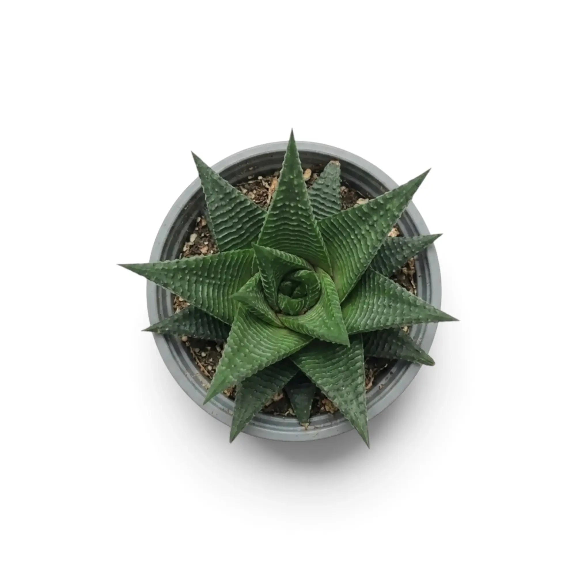 Haworthiopsis limifolia als Jungpflanze im grauen Kulturtopf, von oben