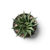 Rosette einer jungen Haworthiopsis limifolia im Topf, von oben