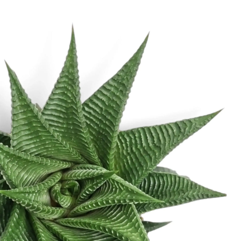 Nahaufnahme einer Rosette von Haworthiopsis limifolia mit erhabenen Blattrippen