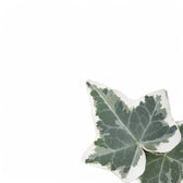 Hedera helix variegata leaf detail on white background.