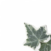 Hedera helix variegata leaf detail on white background.