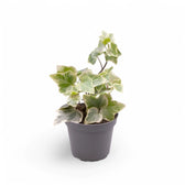 Hedera helix variegata potted plant in nursery pot on white background.