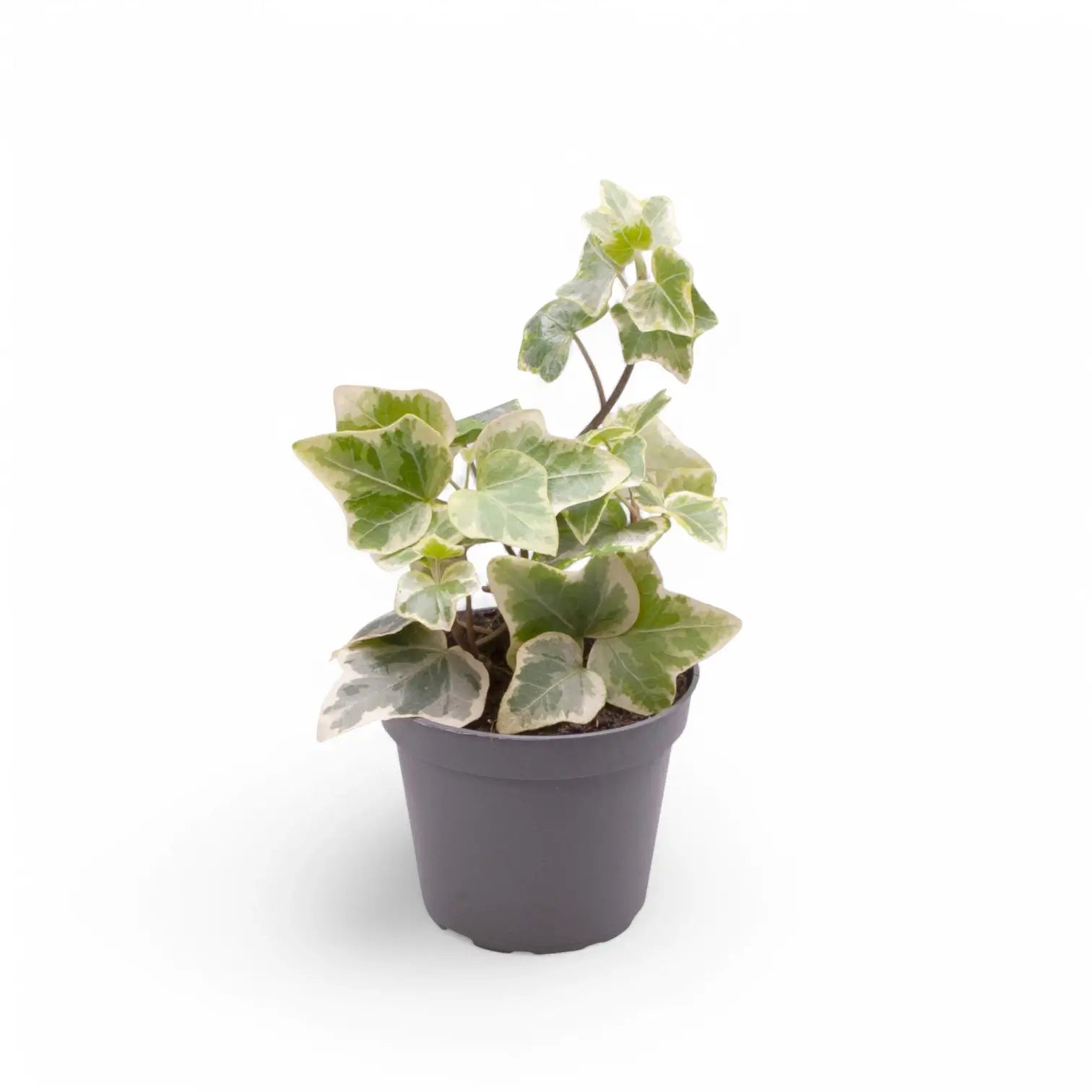 Hedera helix variegata potted plant in nursery pot on white background.