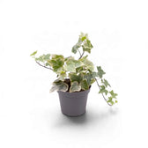 Small variegated Hedera helix in a grey pot with cream-edged leaves on trailing stems