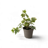 Small potted variegated Hedera helix with cream-edged leaves on long stems
