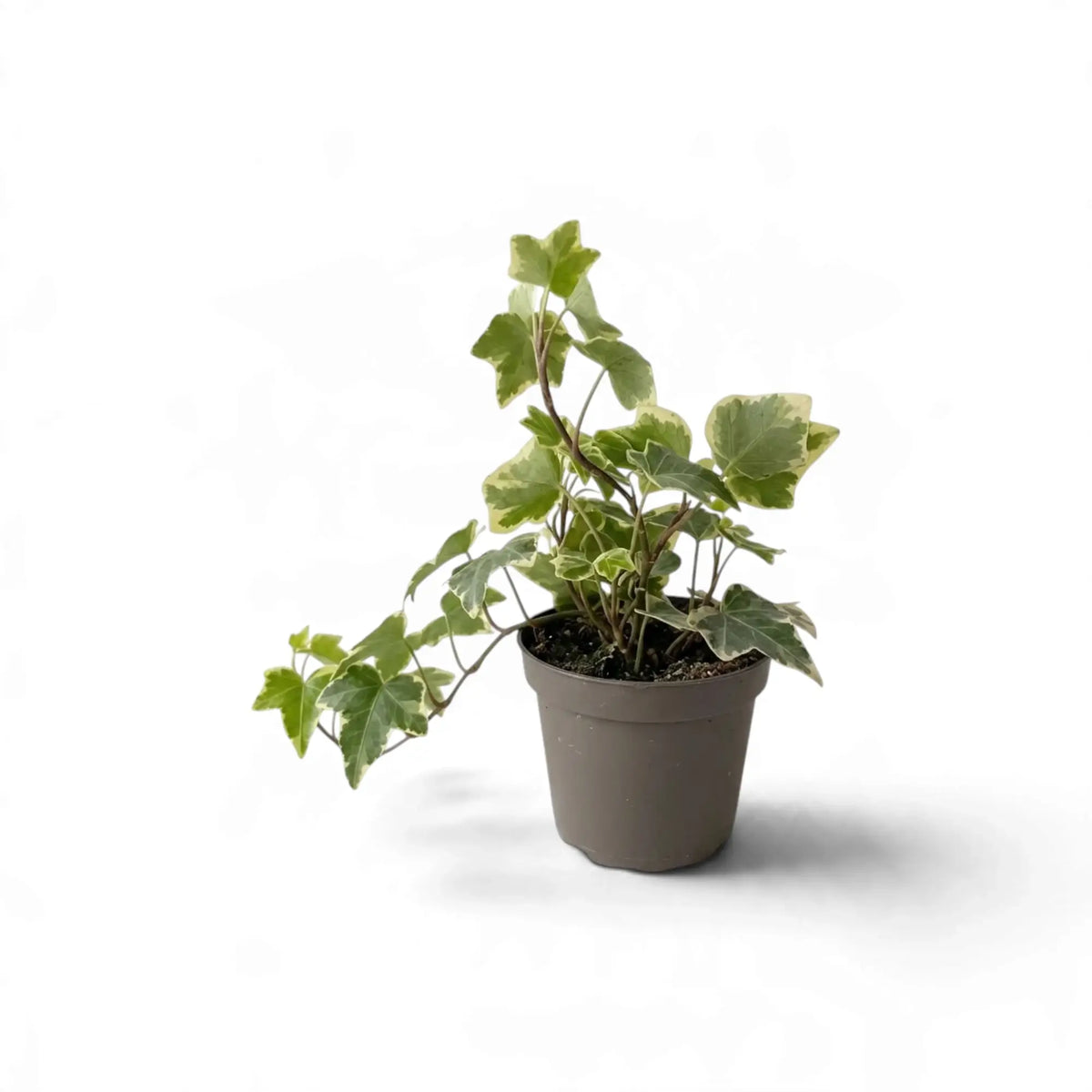 Small potted variegated Hedera helix with cream-edged leaves on long stems