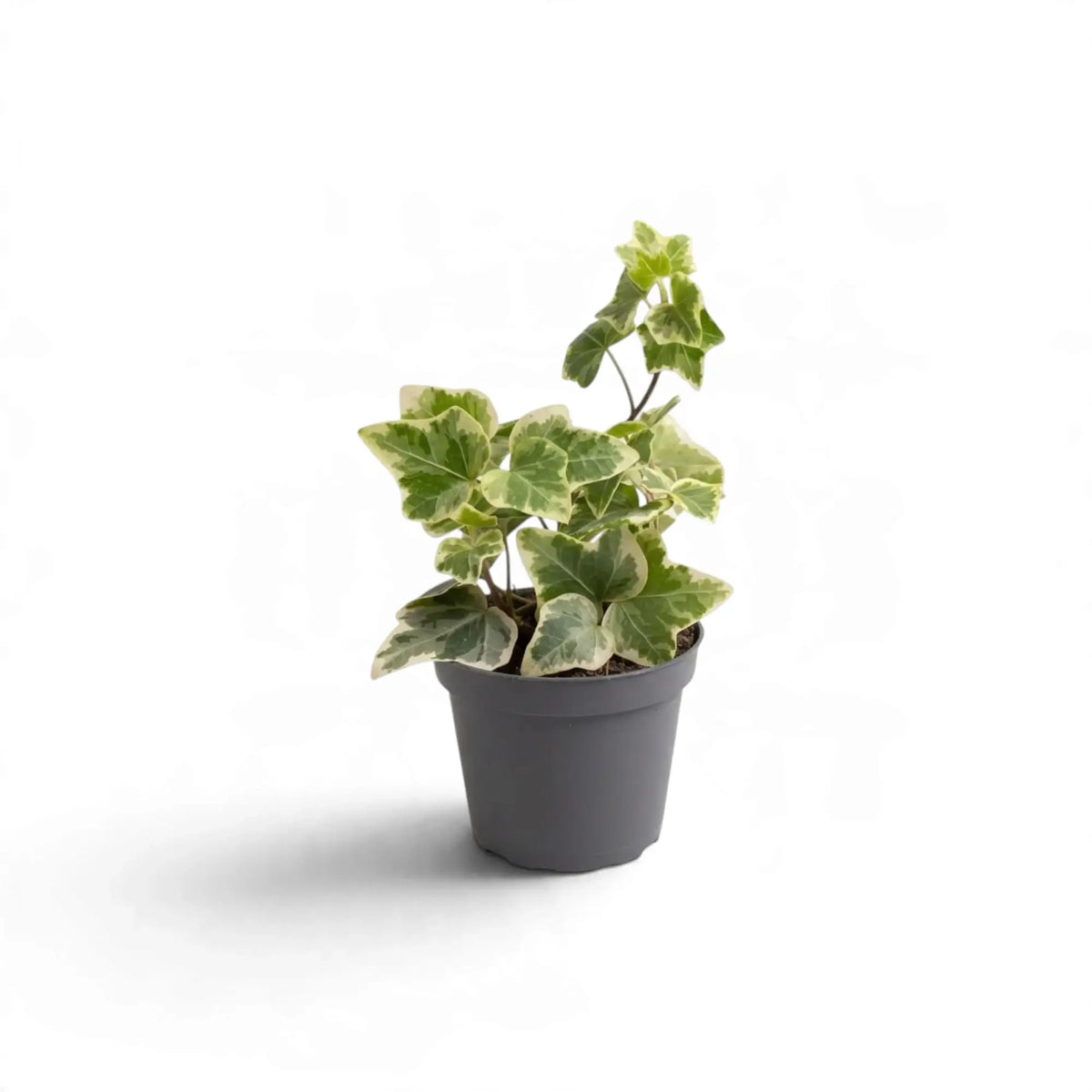 Small variegated Hedera helix with green, cream-edged ivy leaves in a pot
