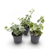 Three small variegated Hedera helix plants with cream-edged leaves in pots