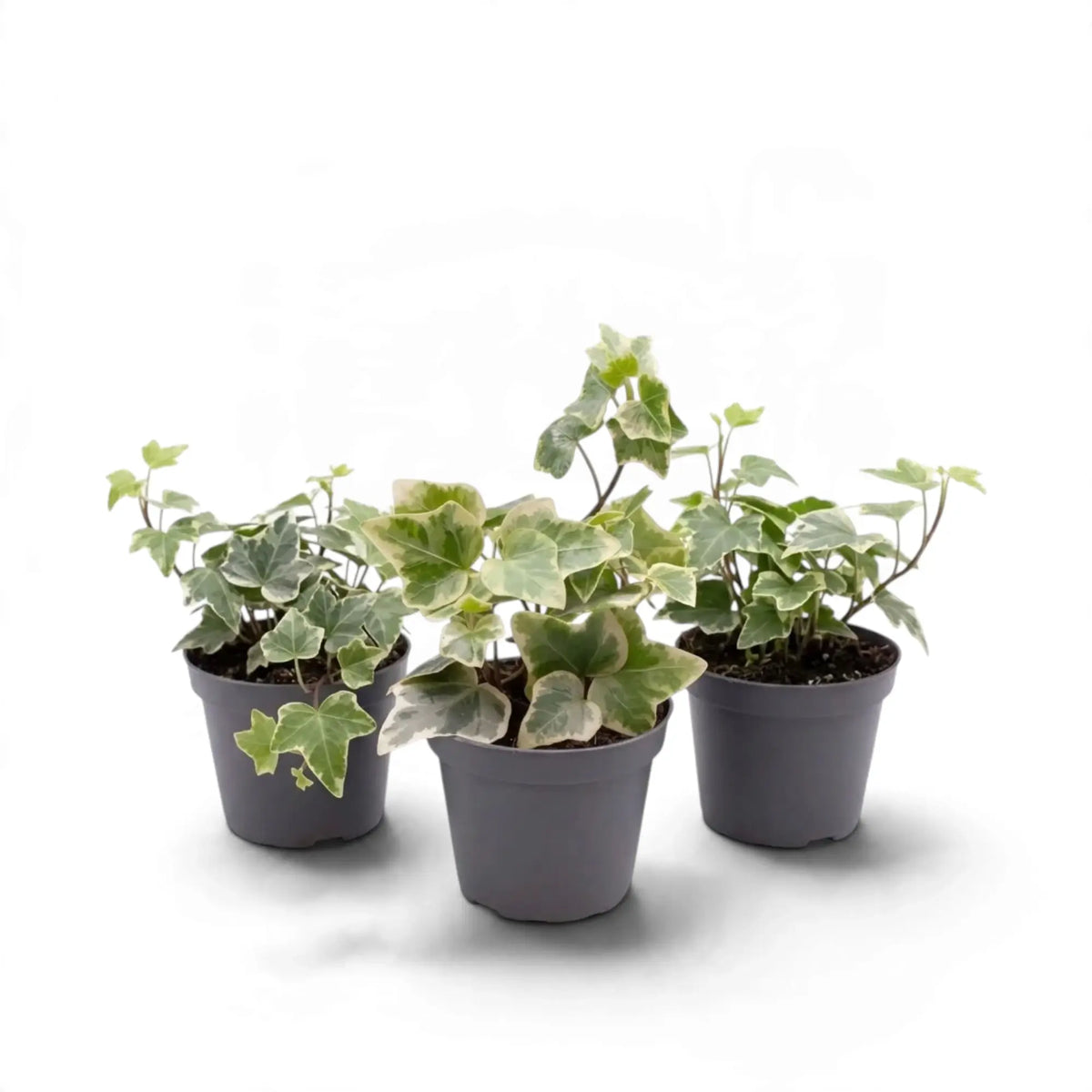 Three small variegated Hedera helix plants in grey pots with cream-edged leaves