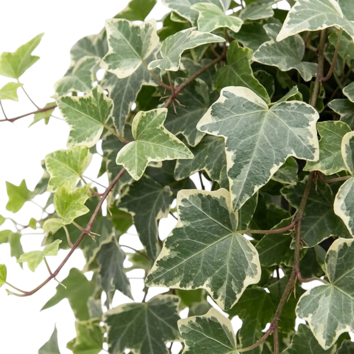Close-up of Hedera helix leaves with broad cream margins and green centres