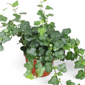 Hedera helix 'Wonder' potted plant in nursery pot on white background.