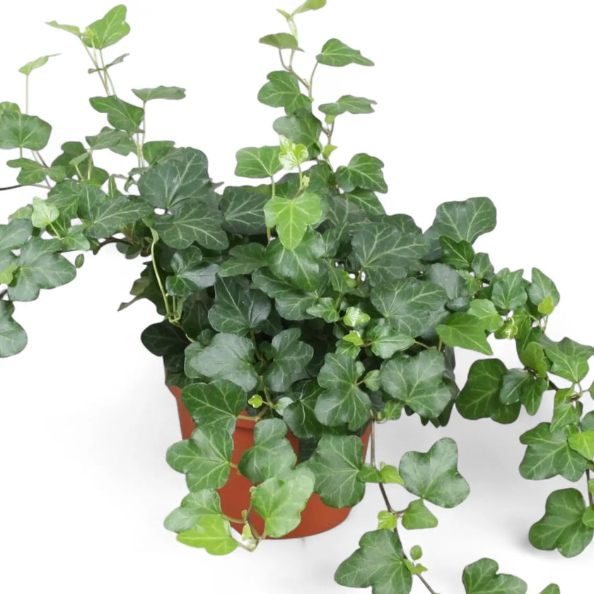 Hedera helix 'Wonder' – Zimmerpflanze im Kulturtopf auf weißem Hintergrund, Produktfoto 2.