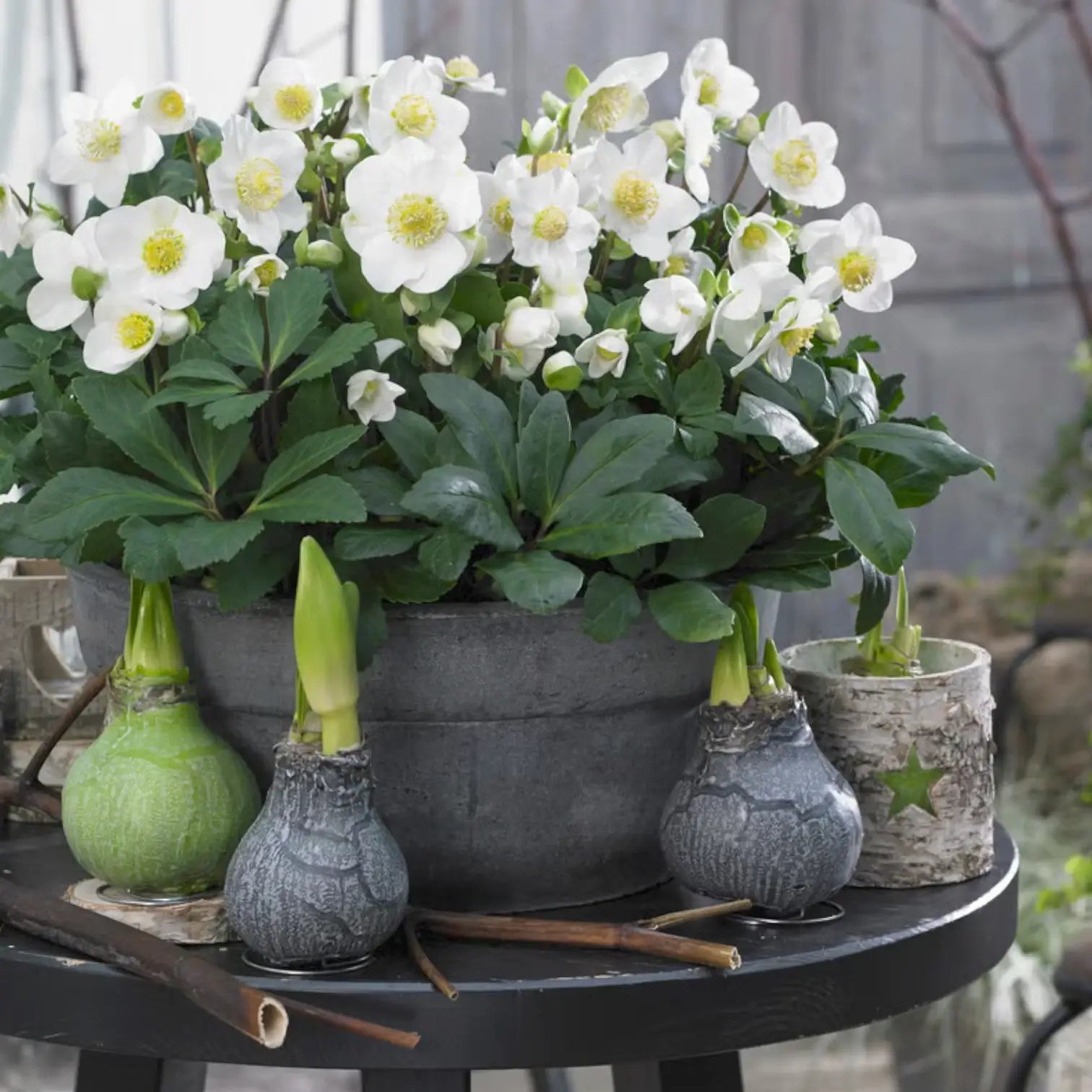 Helleborus niger 'Christmas Carol' | Outdoor Plant | Foliage Factory