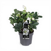 Helleborus niger 'Christmas Carol' – Nahaufnahme.