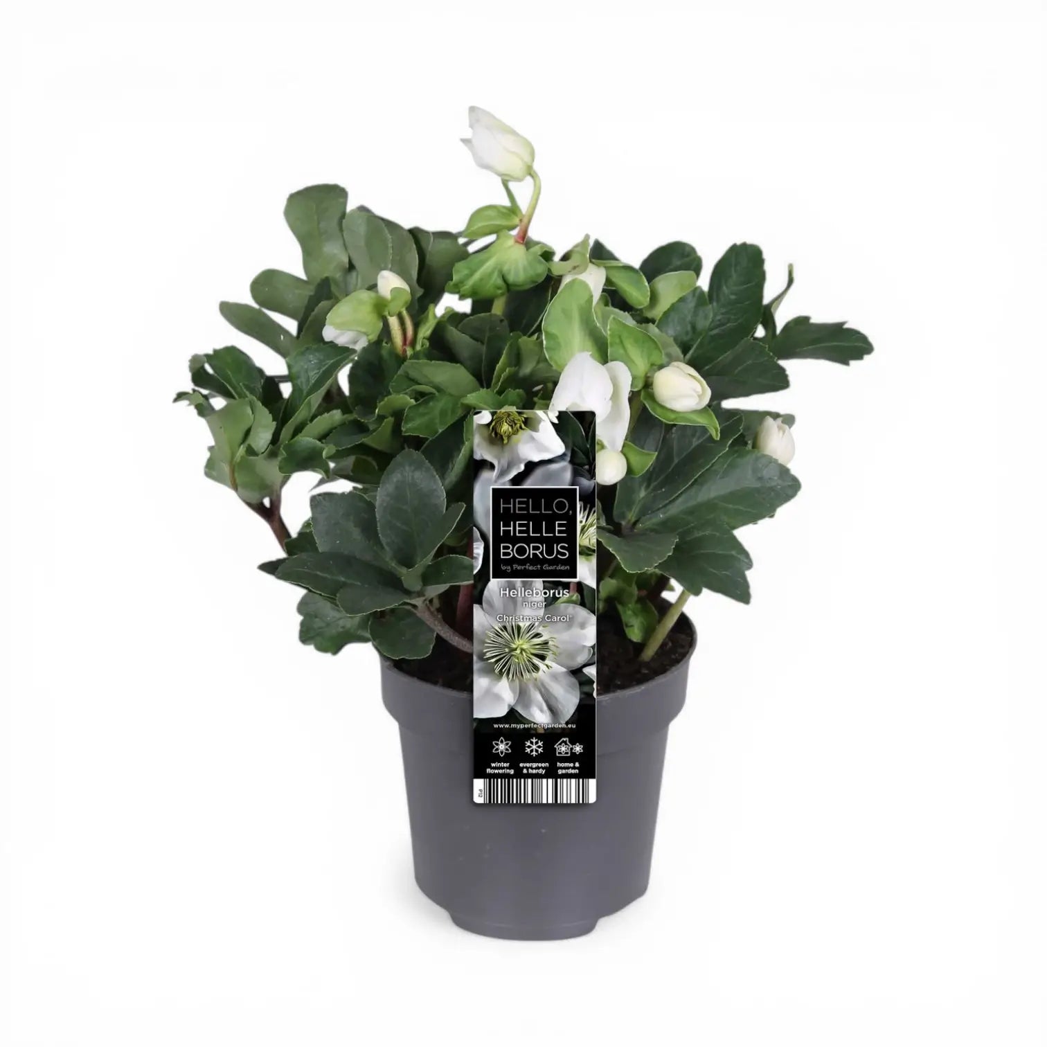 Helleborus niger 'Christmas Carol' – Nahaufnahme.