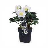 Helleborus niger 'Christmas Carol' – Detailaufnahme der Pflanze.