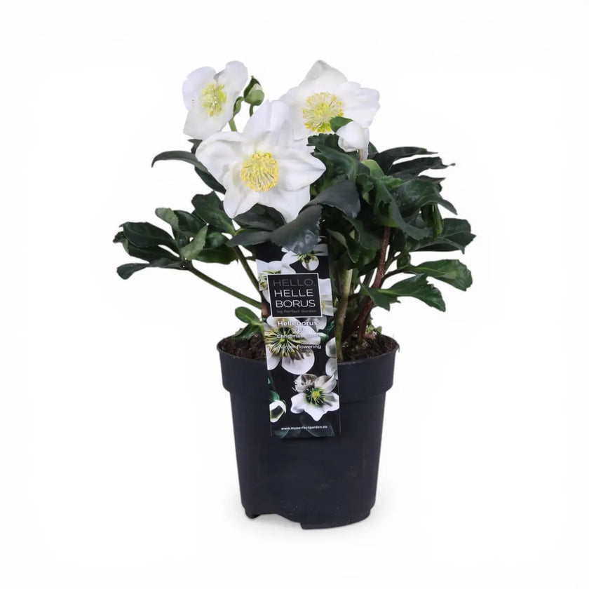 Helleborus niger 'Christmas Carol' plant detail.