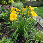 Hemerocallis 'Stella de Oro' detail shot.