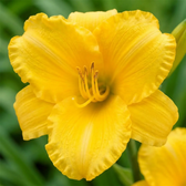 Hemerocallis 'Stella de Oro' detail shot.