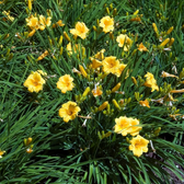 Hemerocallis 'Stella de Oro' close-up detail.