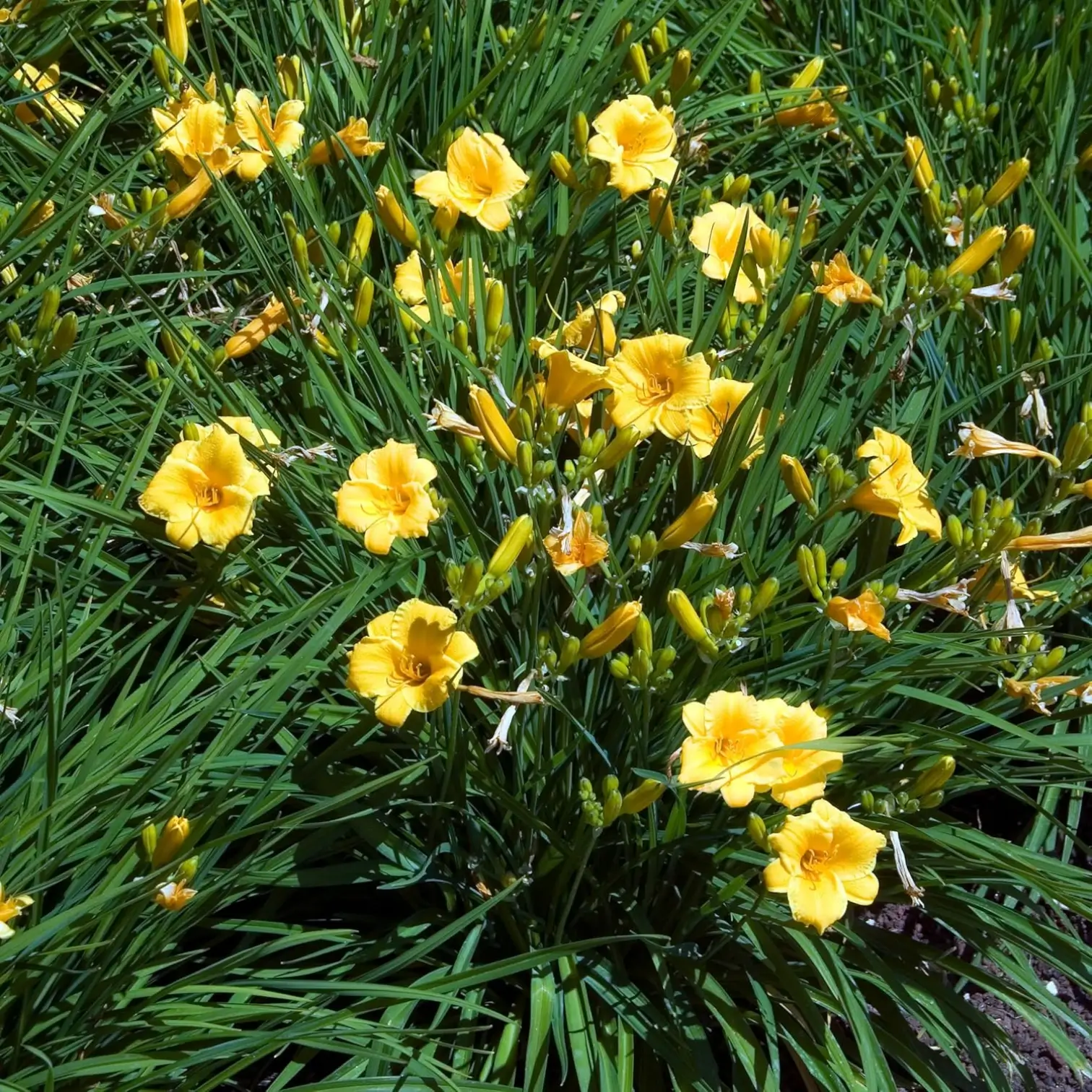 Hemerocallis 'Stella de Oro' close-up detail.