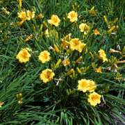 Hemerocallis 'Stella de Oro' close-up detail.