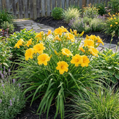 Hemerocallis 'Stella de Oro' plant detail.