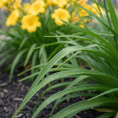 Hemerocallis 'Stella de Oro' plant detail.